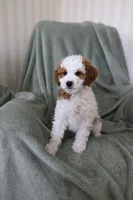 Rain, a female Miniature Goldendoodle for sale in Salt Lake City, UT – Photo 4 of 8