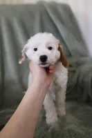 Bullseye, a male Miniature Goldendoodle for sale in Salt Lake City, UT – Photo 2 of 7