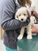 Bullseye, a male Miniature Goldendoodle for sale in Salt Lake City, UT – Photo 7 of 7