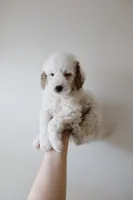 Bullseye, a male Miniature Goldendoodle for sale in Salt Lake City, UT – Photo 1 of 7