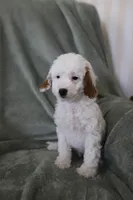 Bullseye, a male Miniature Goldendoodle for sale in Salt Lake City, UT – Photo 6 of 7