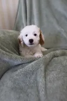 Bullseye, a male Miniature Goldendoodle for sale in Salt Lake City, UT – Photo 4 of 7