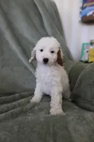 Bullseye, a male Miniature Goldendoodle for sale in Salt Lake City, UT – Photo 5 of 7