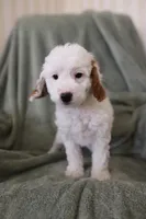 Bullseye, a male Miniature Goldendoodle for sale in Salt Lake City, UT – Photo 3 of 7