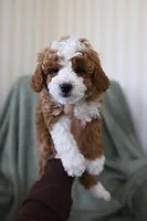 Ginger, a female Miniature Goldendoodle for sale in Salt Lake City, UT – Photo 2 of 6