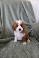 Ginger, a female Miniature Goldendoodle for sale in Salt Lake City, UT – Photo 4 of 6