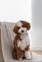 Ginger, a female Miniature Goldendoodle for sale in Salt Lake City, UT – Photo 5 of 6