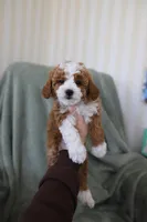 Ginger, a female Miniature Goldendoodle for sale in Salt Lake City, UT – Photo 3 of 6