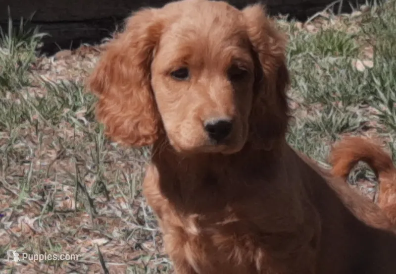 Beryl – Cockapoo puppy for sale in Fort Garland, CO