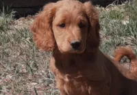 Beryl, a male Cockapoo for sale in Fort Garland, CO – Photo 1 of 8