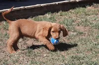 Beryl, a male Cockapoo for sale in Fort Garland, CO – Photo 2 of 8