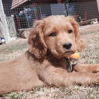 Beryl, a male Cockapoo for sale in Fort Garland, CO – Photo 5 of 8