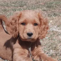 Beryl, a male Cockapoo for sale in Fort Garland, CO – Photo 4 of 8