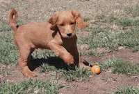 Beryl, a male Cockapoo for sale in Fort Garland, CO – Photo 3 of 8
