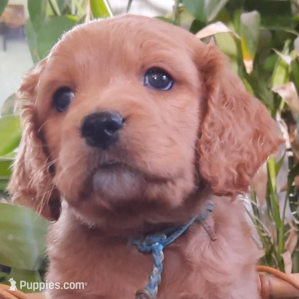 Beryl, a male Cockapoo for sale in Fort Garland, CO – Photo 8 of 8