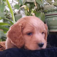 Beryl, a male Cockapoo for sale in Fort Garland, CO – Photo 7 of 8