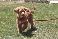 Lacey, a female Cockapoo for sale in Fort Garland, CO – 2 of 10