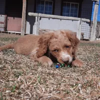Lacey, a female Cockapoo for sale in Fort Garland, CO – Photo 1 of 7