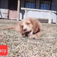 Lacey, a female Cockapoo for sale in Fort Garland, CO – Photo 3 of 7