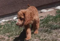 Lacey, a female Cockapoo for sale in Fort Garland, CO – 5 of 10