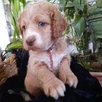 Lacey, a female Cockapoo for sale in Fort Garland, CO – Photo 4 of 7