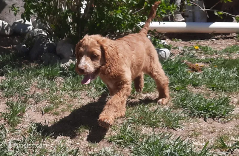 Lacey – Cockapoo puppy for sale in Fort Garland, CO