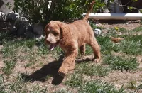 Lacey, a female Cockapoo for sale in Fort Garland, CO – 4 of 10