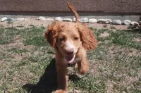 Lacey, a female Cockapoo for sale in Fort Garland, CO – 6 of 10