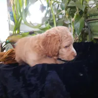 Lacey, a female Cockapoo for sale in Fort Garland, CO – Photo 6 of 7