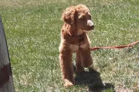 Lacey, a female Cockapoo for sale in Fort Garland, CO – 3 of 10