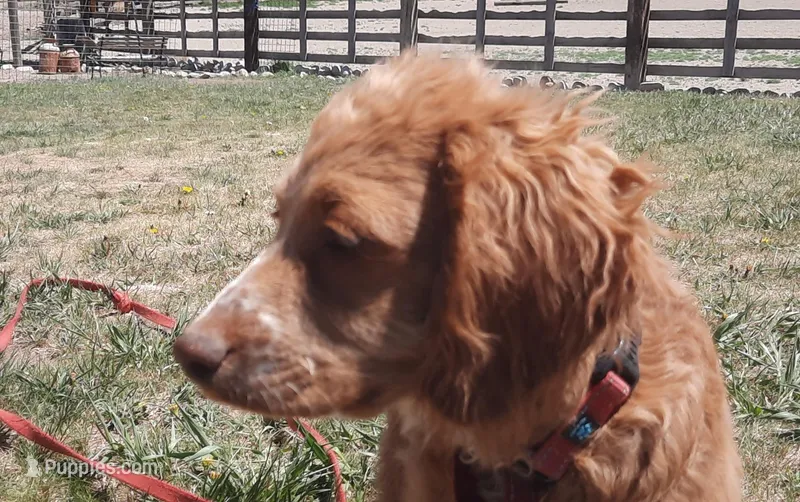 Lacey – Cockapoo puppy for sale in Fort Garland, CO