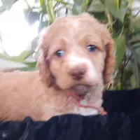 Lacey, a female Cockapoo for sale in Fort Garland, CO – Photo 5 of 7