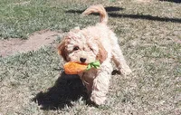 Elsie, a female Cockapoo for sale in Fort Garland, CO – Photo 1 of 8