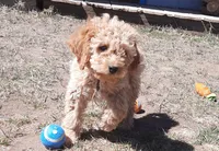 Elsie, a female Cockapoo for sale in Fort Garland, CO – Photo 2 of 8