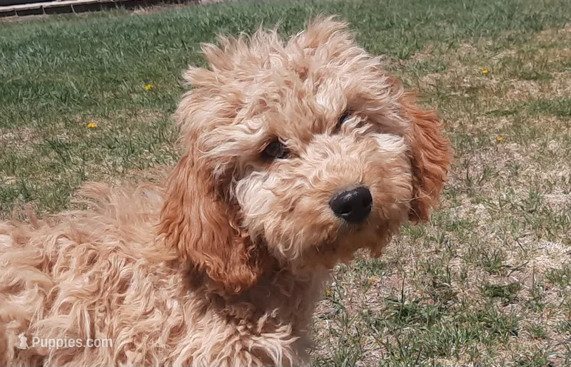 Elsie – Cockapoo puppy for sale in Fort Garland, CO
