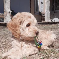 Elsie, a female Cockapoo for sale in Fort Garland, CO – Photo 5 of 8