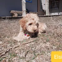 Elsie, a female Cockapoo for sale in Fort Garland, CO – Photo 6 of 8