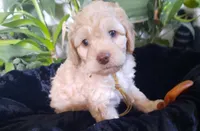 Duchess, a female Cockapoo for sale in Fort Garland, CO – Photo 4 of 4