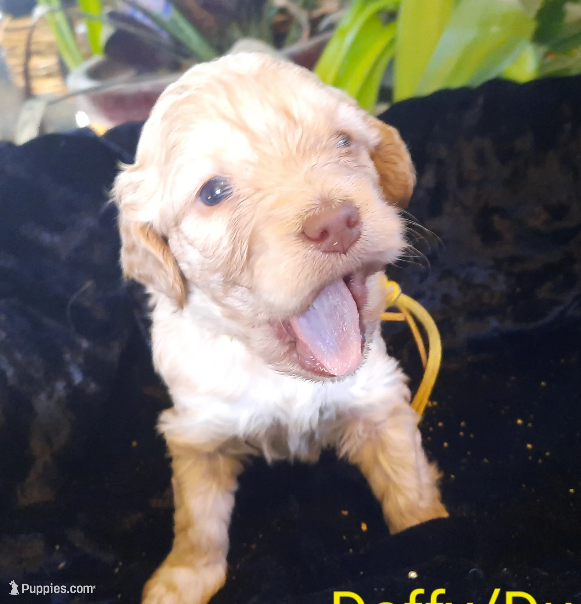 Duchess, a female Cockapoo for sale in Fort Garland, CO – Photo 2 of 4