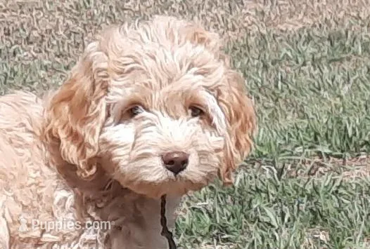 Duchess – Cockapoo puppy for sale in Fort Garland, CO