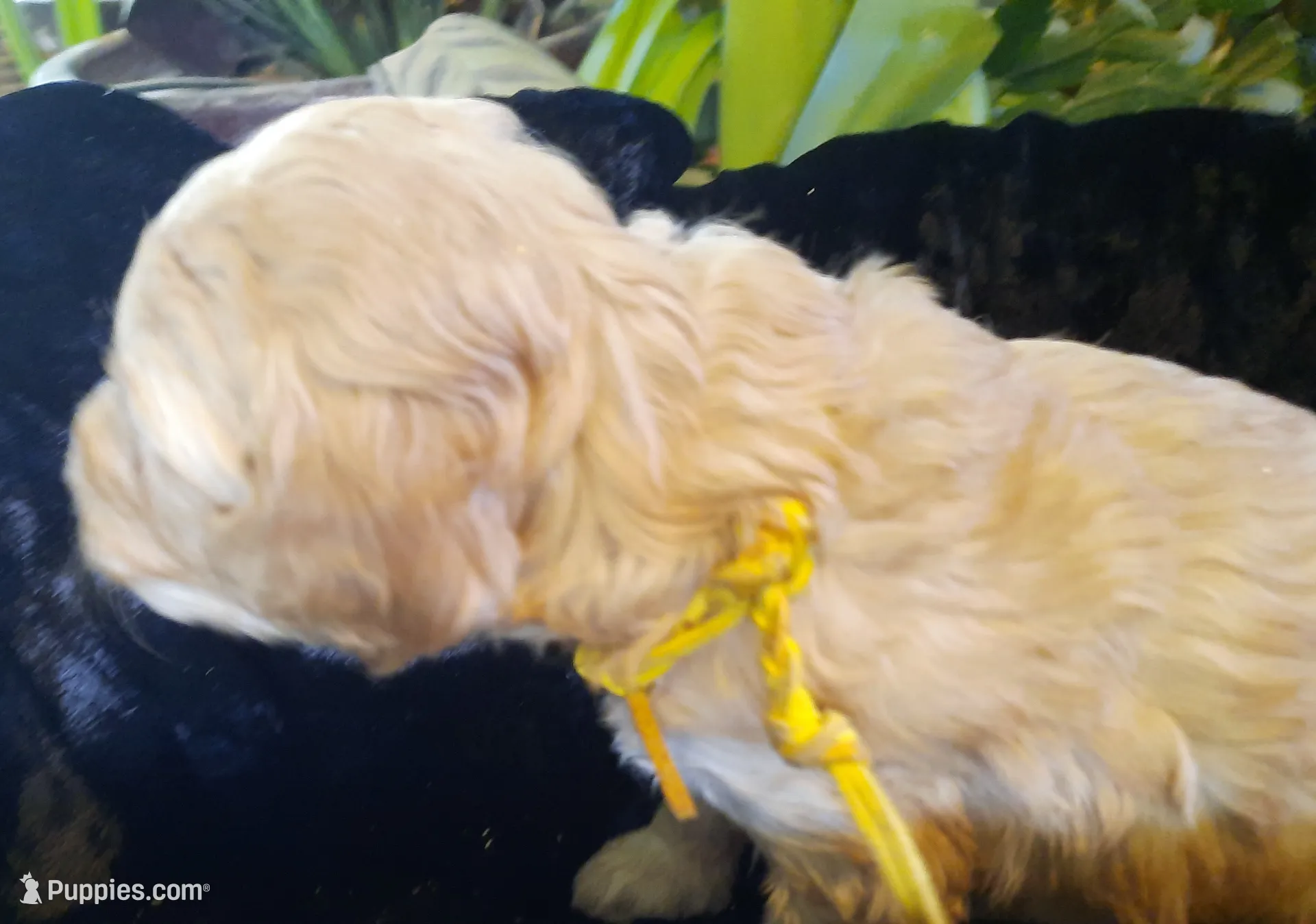 Duchess, a female Cockapoo for sale in Fort Garland, CO – Photo 3 of 4