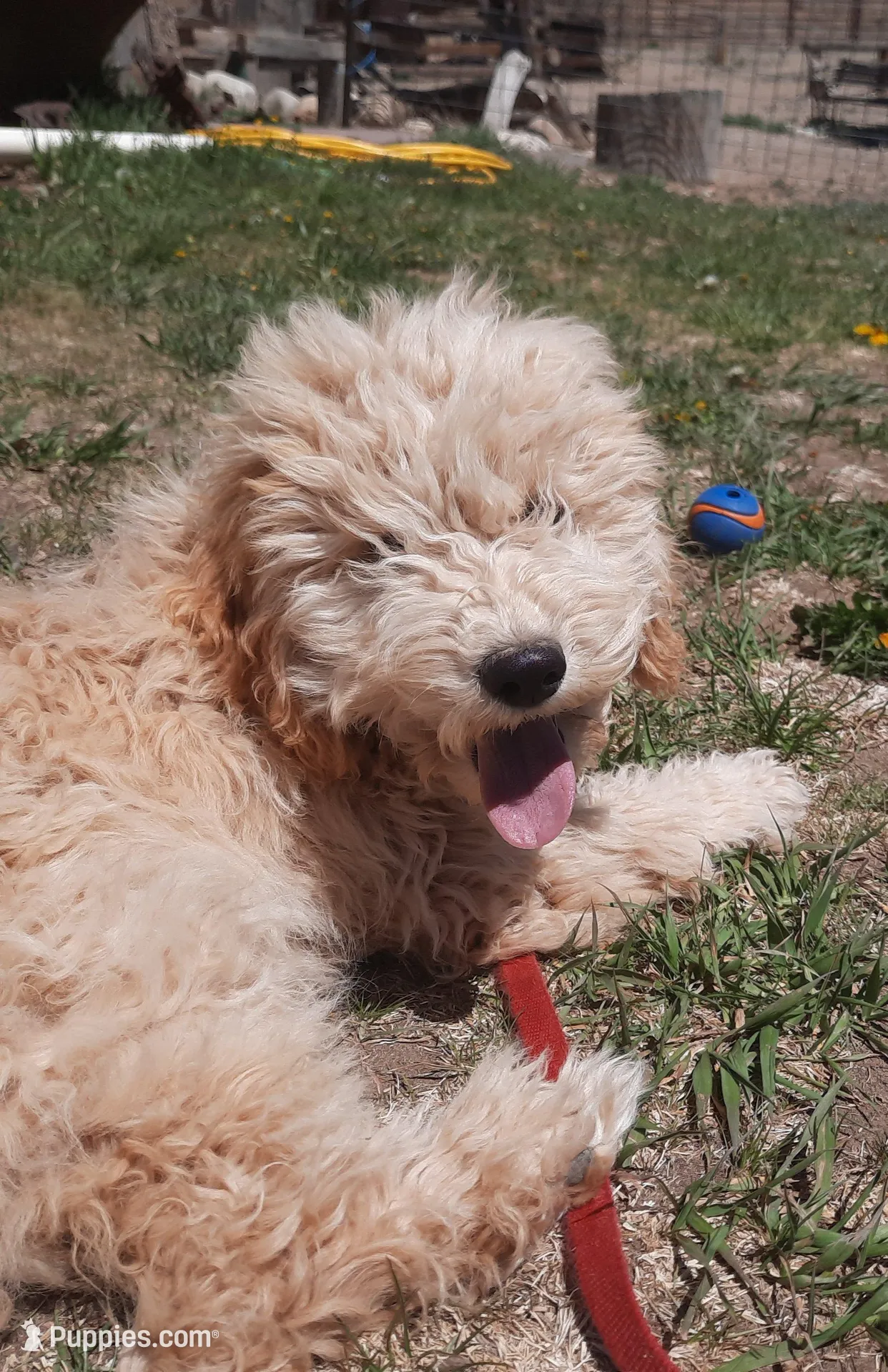 Grover, a male Cockapoo for sale in Fort Garland, CO – 2 of 10