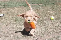 Sierra, a female Cockapoo for sale in Fort Garland, CO – Photo 2 of 7