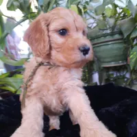 Sierra, a female Cockapoo for sale in Fort Garland, CO – Photo 6 of 7