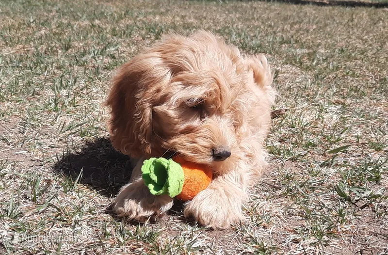Sierra – Cockapoo puppy for sale in Fort Garland, CO
