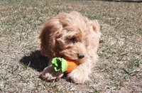 Sierra, a female Cockapoo for sale in Fort Garland, CO – Photo 1 of 7