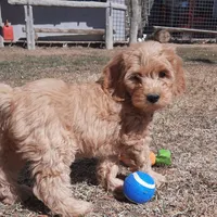Sierra, a female Cockapoo for sale in Fort Garland, CO – Photo 3 of 7