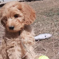 Sierra, a female Cockapoo for sale in Fort Garland, CO – Photo 5 of 7