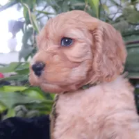 Sierra, a female Cockapoo for sale in Fort Garland, CO – Photo 7 of 7