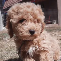 Millie, a female Cockapoo for sale in Fort Garland, CO – Photo 4 of 9